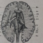 Bis ins frühe 20. Jahrhundert war das Wissen über die physiologischen Grundlagen des Geistes sehr begrenzt.</br>Inzwischen hat der Fortschritt in Wissenschaft und Technik die Neurowissenschaften revolutioniert